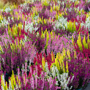 6 Bruyères d'été en mélange - Bruyère d'été - Willemse