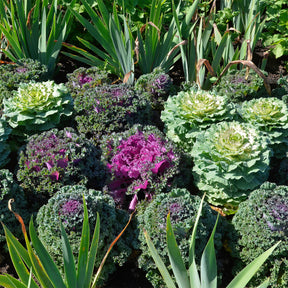 3 Choux décoratifs en mélange - Willemse