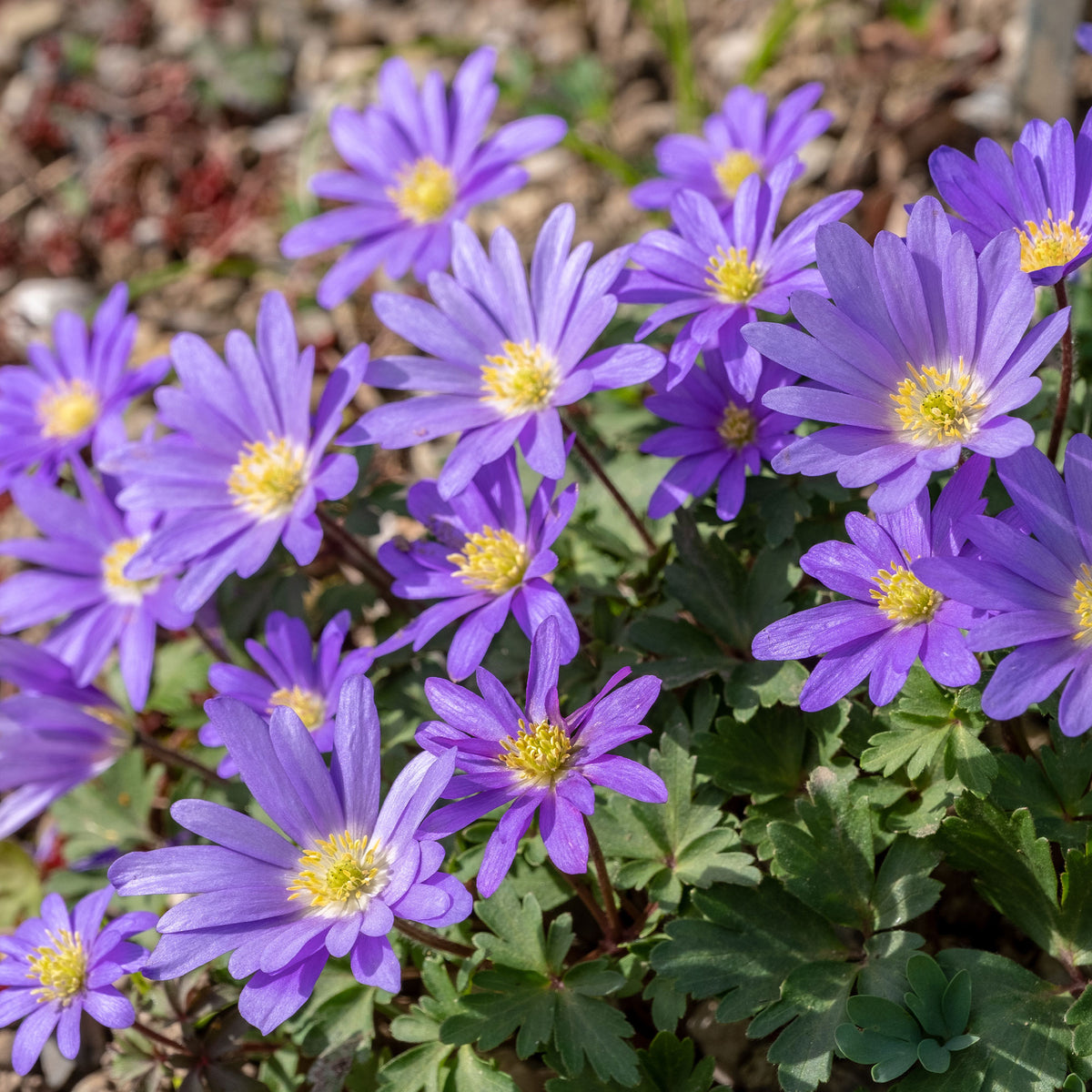 30 Anémones de Grèce Blue Shades - Willemse