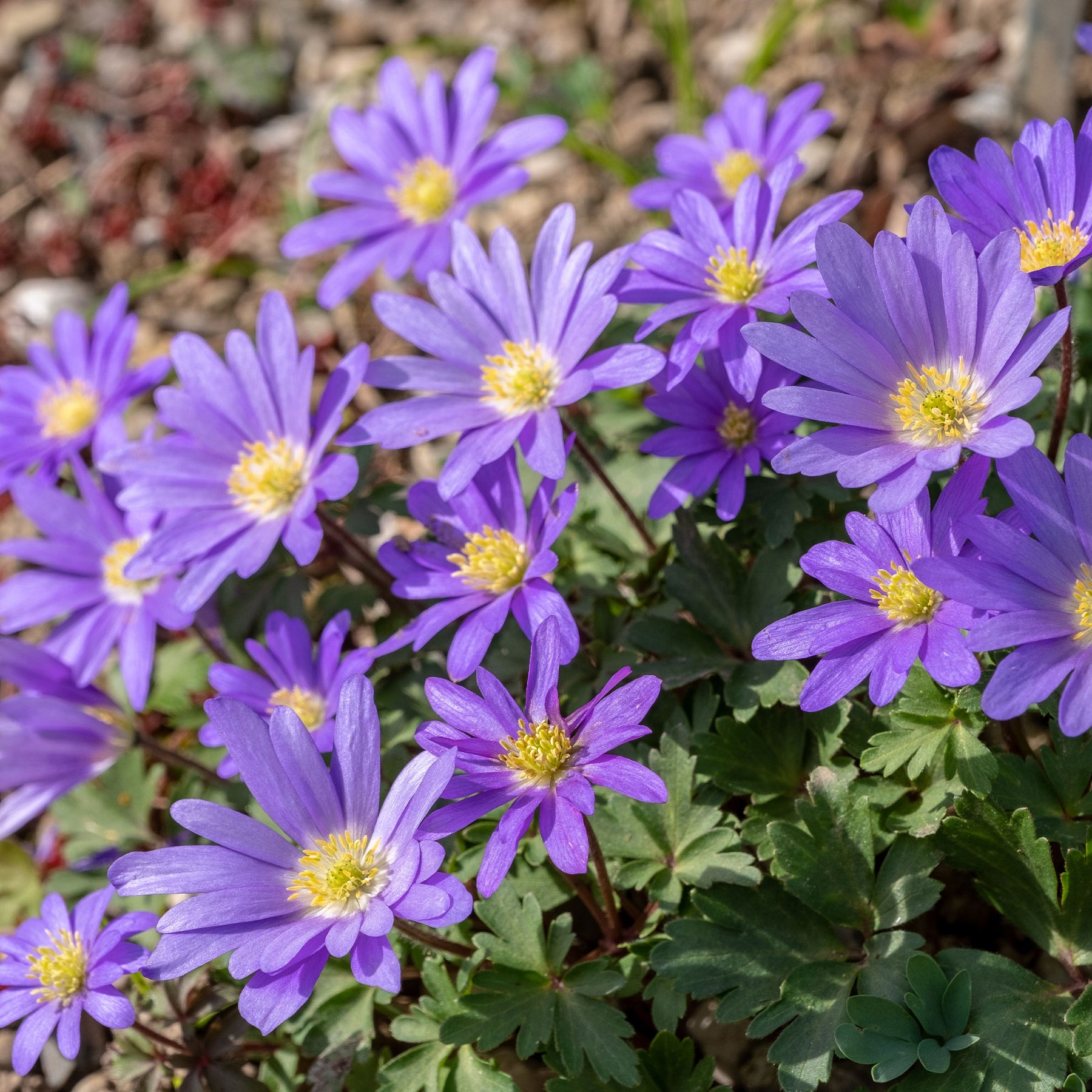 30 Anémones de Grèce Blue Shades - Willemse