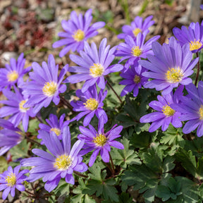 30 Anémones de Grèce Blue Shades - Willemse