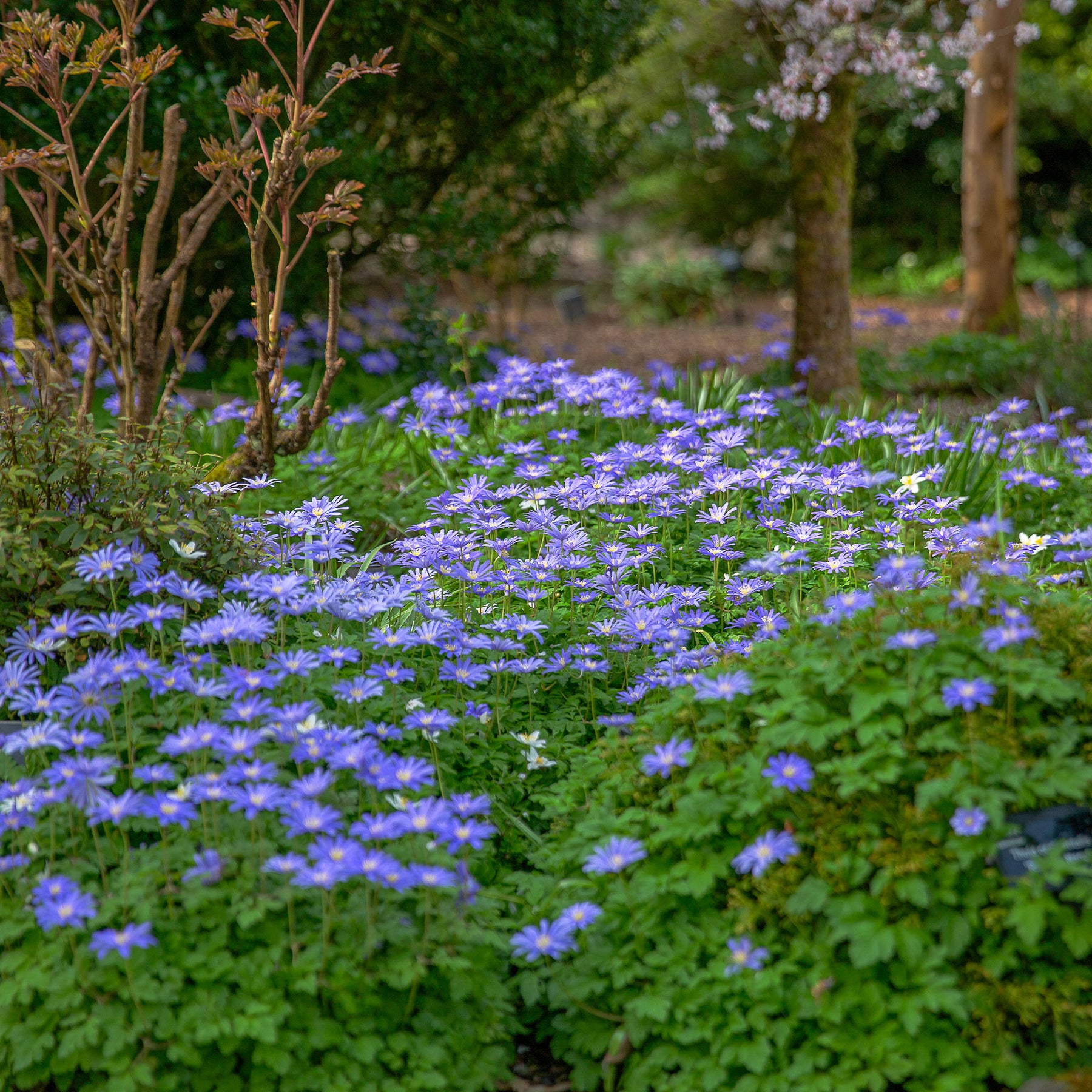 Anémone - 30 Anémones de Grèce Blue Shades - Anemone blanda Blue Shades