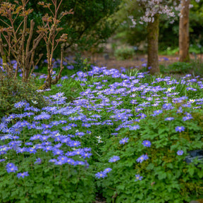 Anémone - 30 Anémones de Grèce Blue Shades - Anemone blanda Blue Shades