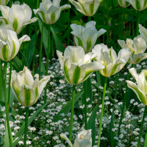 10 Tulipes à fleurs de lis Greenstar - Willemse