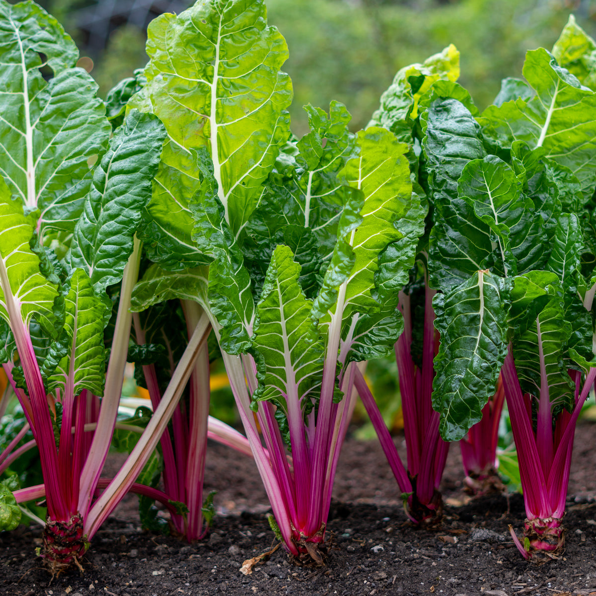 Poirée à carde rouge Rhubarb Chard - Beta vulgaris cicla - Willemse