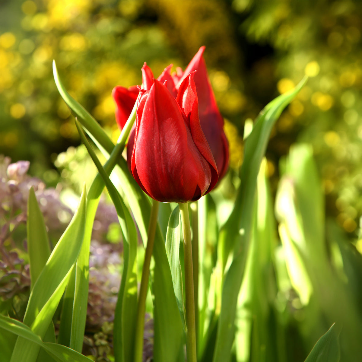 10 Tulipes à fleurs de lis Lasting Love