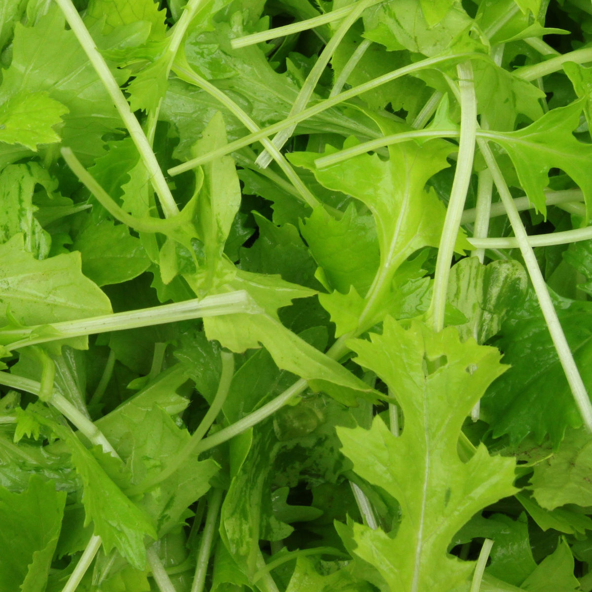 Pousses de navettes - Mesophylla Bio - Willemse