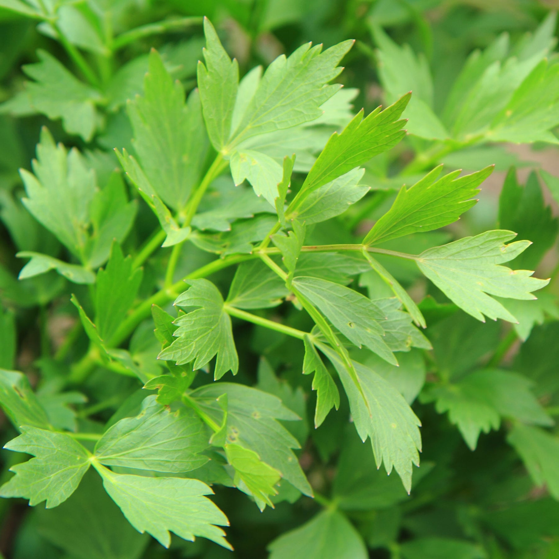 Levisticum officinalis - Livèche - céleri perpétuel Bio - Graines d'aromatiques