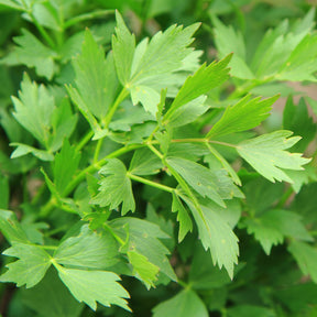Levisticum officinalis - Livèche - céleri perpétuel Bio - Graines d'aromatiques