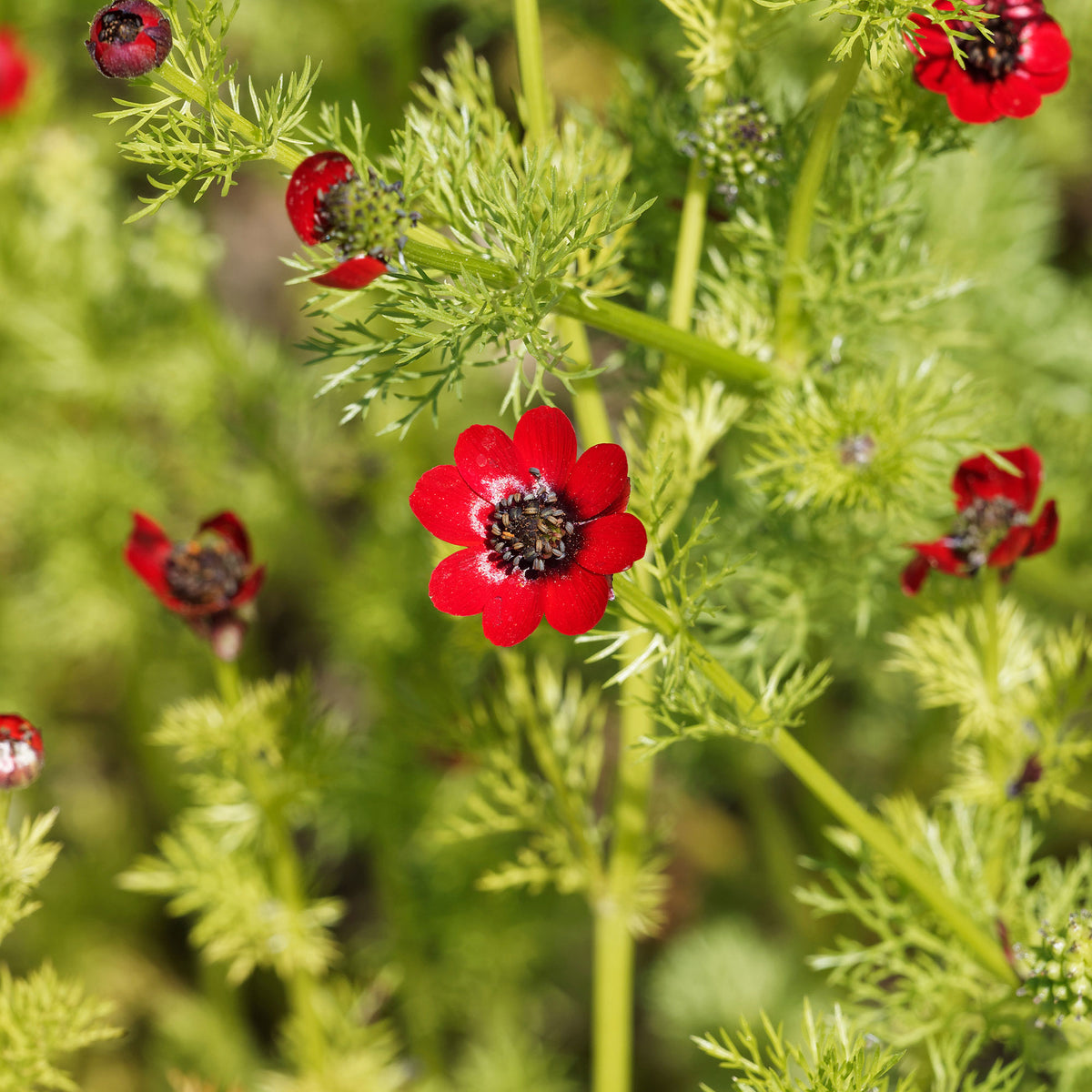 Adonis d'été Deep Red - Willemse