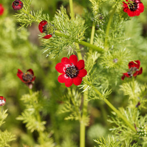 Adonis d'été Deep Red - Willemse