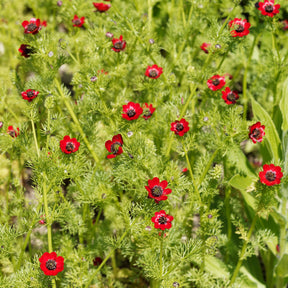 Adonis d'été Deep Red - Adonis aestivalis - Willemse