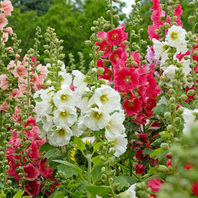 Roses trémières simples Antwerp Stars en mélange - Alcea ficifolia - Willemse
