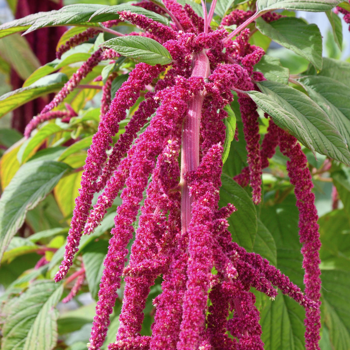 Amarante queue de renard - Amaranthus caudatus - Willemse