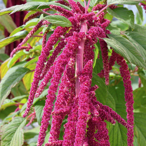 Amarante queue de renard - Amaranthus caudatus - Willemse