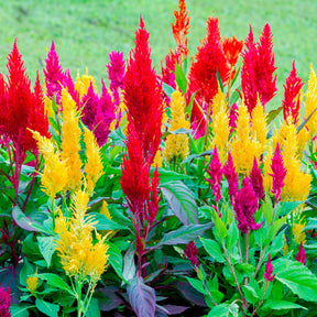 Graines de fleurs - Célosie à épi plumeux en mélange - Celosia argentea plumosa