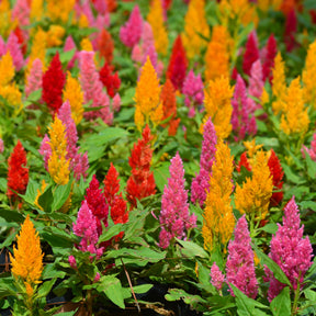 Celosia argentea plumosa - Célosie à épi plumeux en mélange - Graines de fleurs