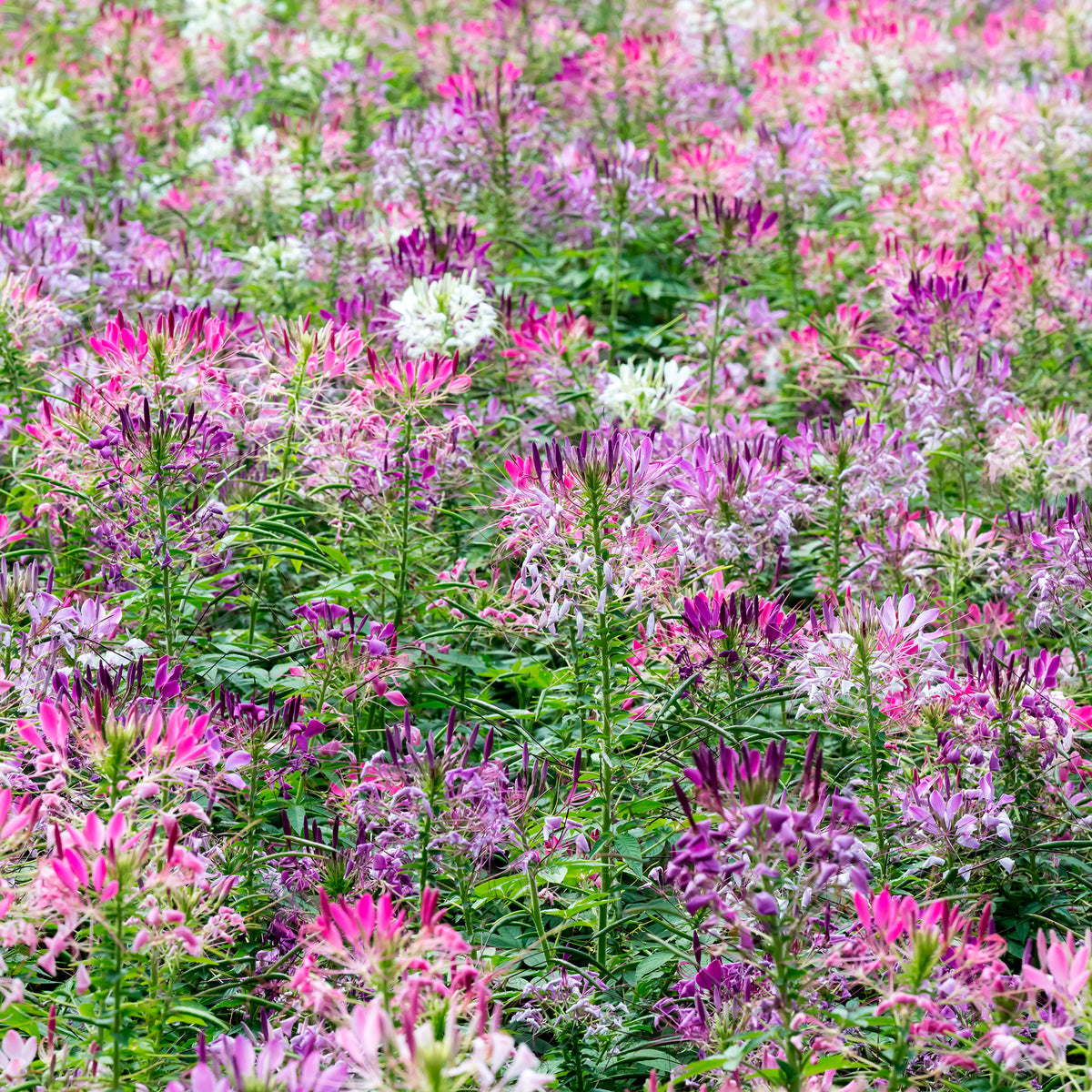 Cléome épineux Colour Fountain en mélange - Cleome spinosa - Willemse