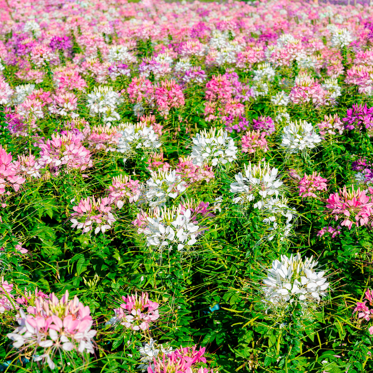 Cléome épineux Colour Fountain en mélange - Willemse