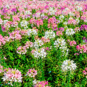 Cléome épineux Colour Fountain en mélange - Willemse