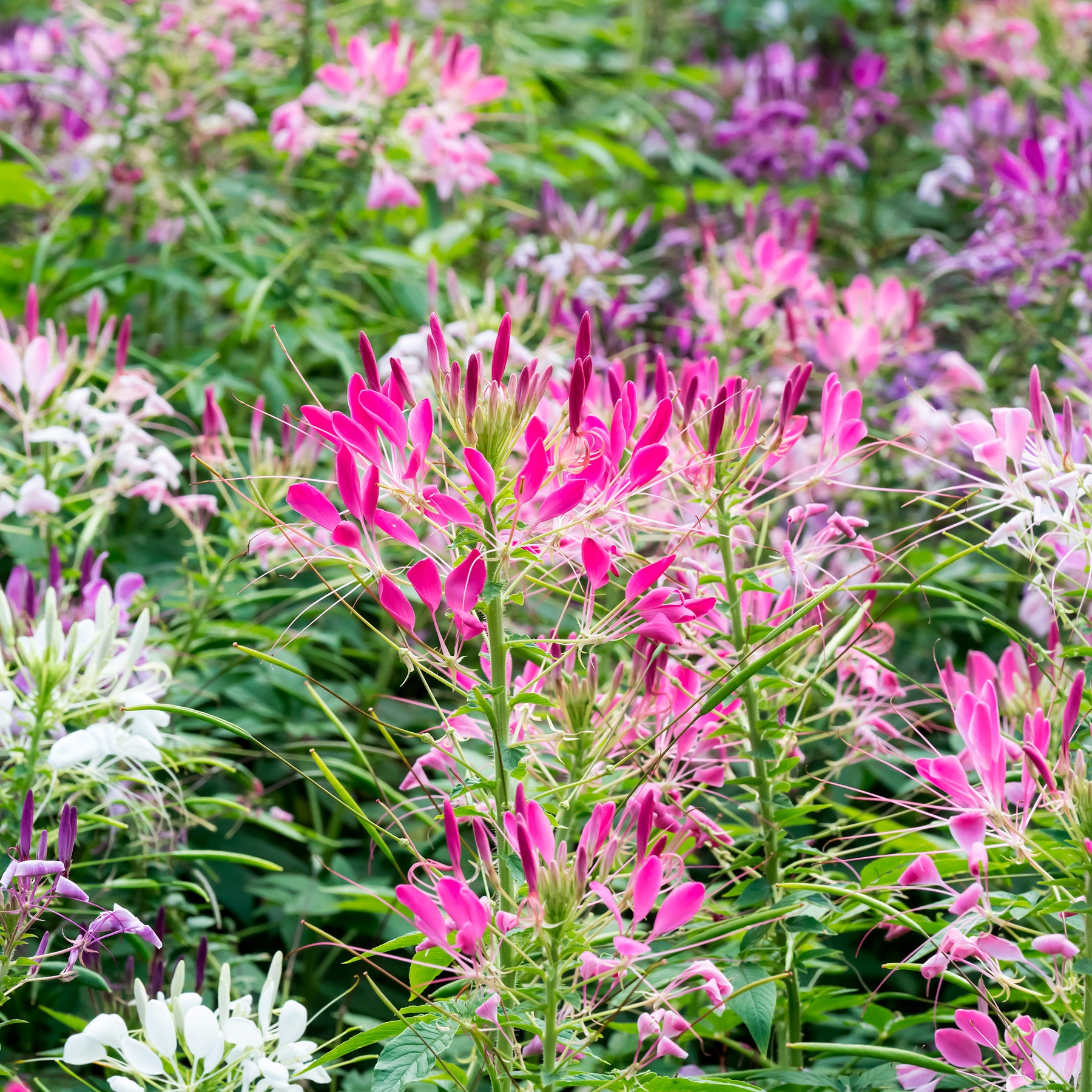 Cléome - Cléome épineux Colour Fountain en mélange - Cleome spinosa