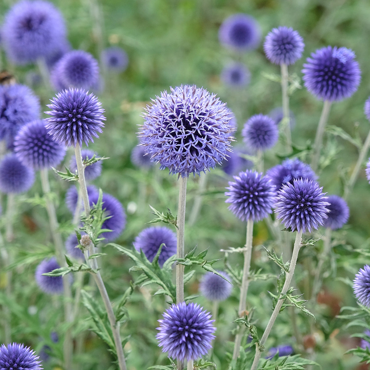 Boule azurée - Chardon boule - Echinops - Echinops ritro - Willemse