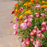 Pavot de Californie à fleurs doubles en mélange - Willemse