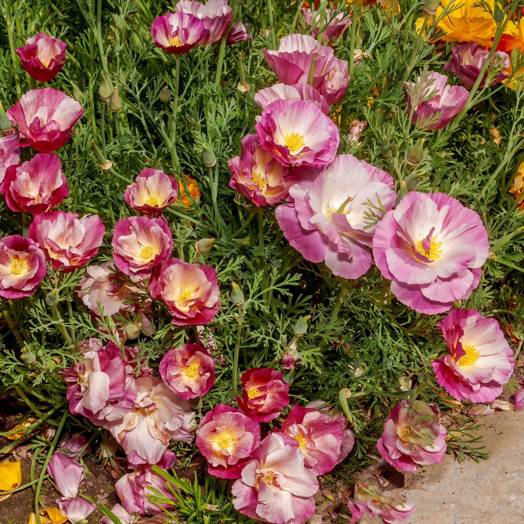Pavot de Californie à fleurs doubles en mélange - Eschscholzia californica - Willemse