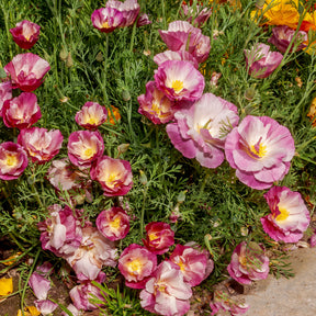 Pavot de Californie à fleurs doubles en mélange - Eschscholzia californica - Willemse