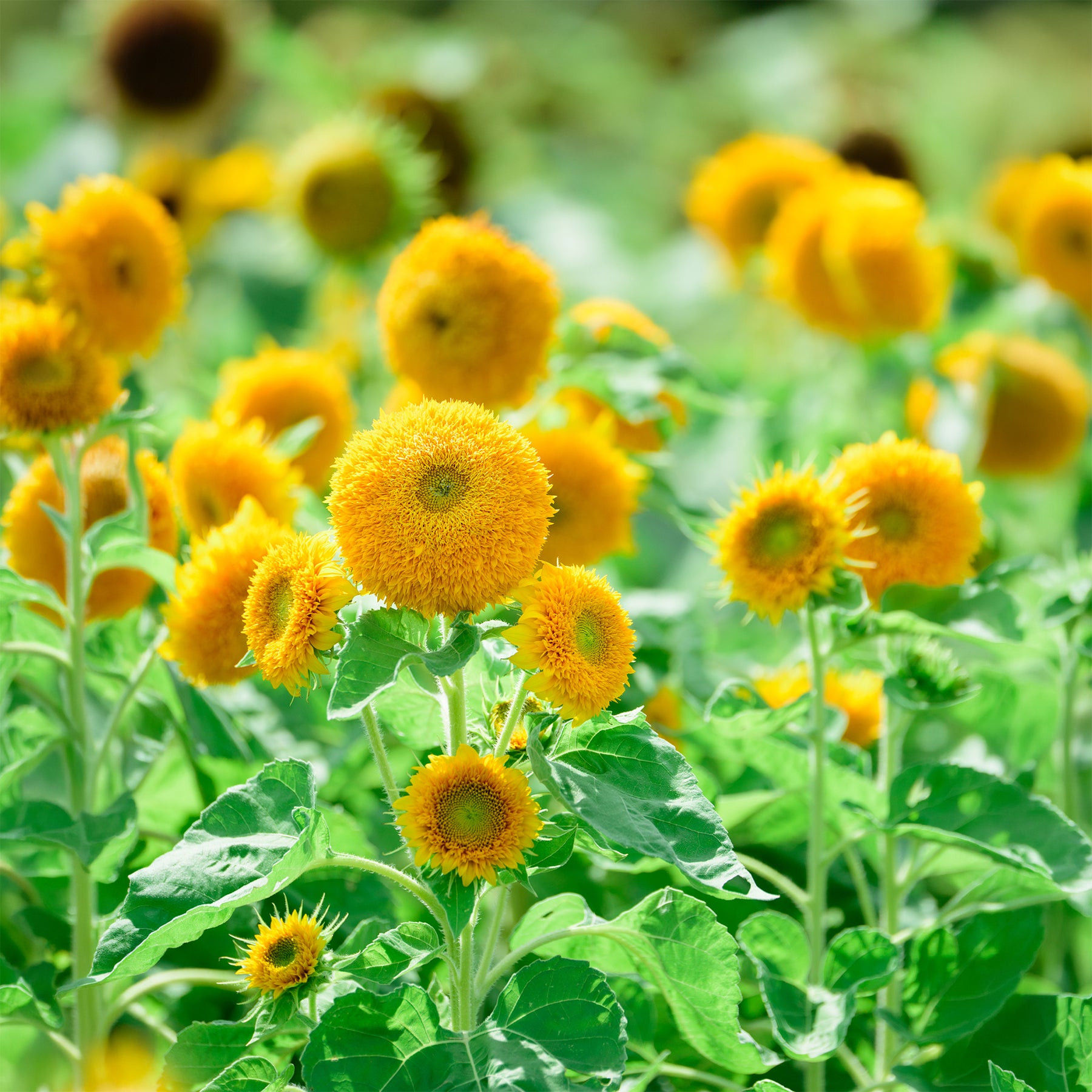Tournesol à fleur double naine Teddy Bear - Willemse