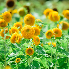 Tournesol à fleur double naine Teddy Bear - Willemse