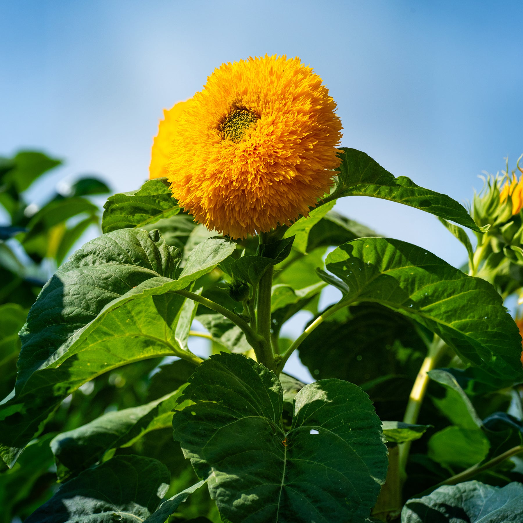 Helianthus annuus teddy bear - Tournesol à fleur double naine Teddy Bear - Tournesol commun - Helianthus annuus