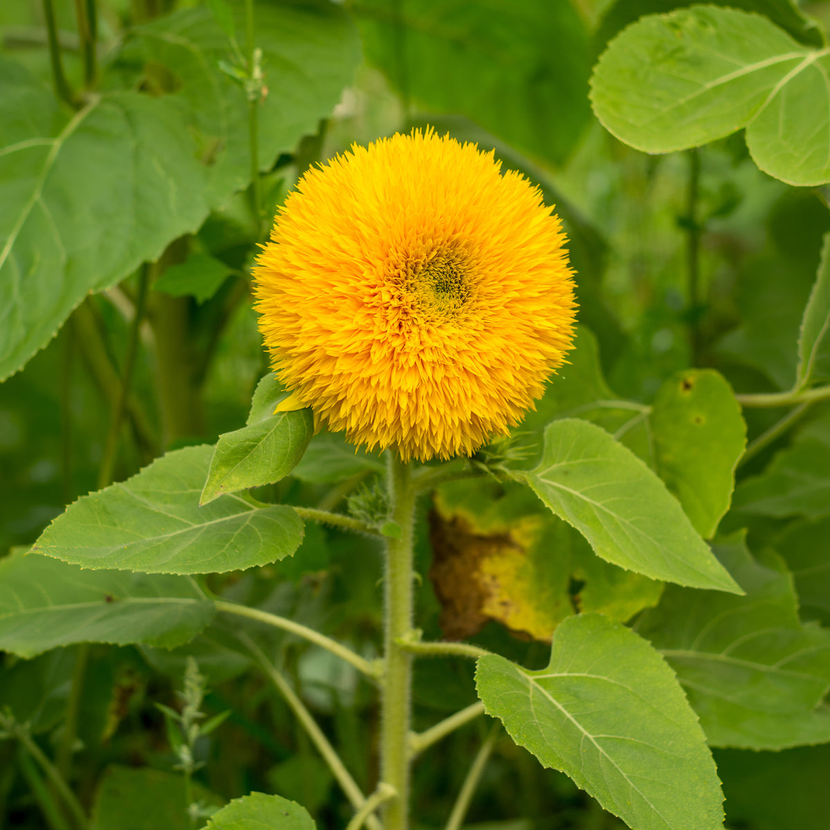 Tournesol à fleur double naine Teddy Bear - Helianthus annuus teddy bear - Willemse