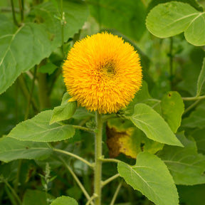 Tournesol à fleur double naine Teddy Bear - Helianthus annuus teddy bear - Willemse