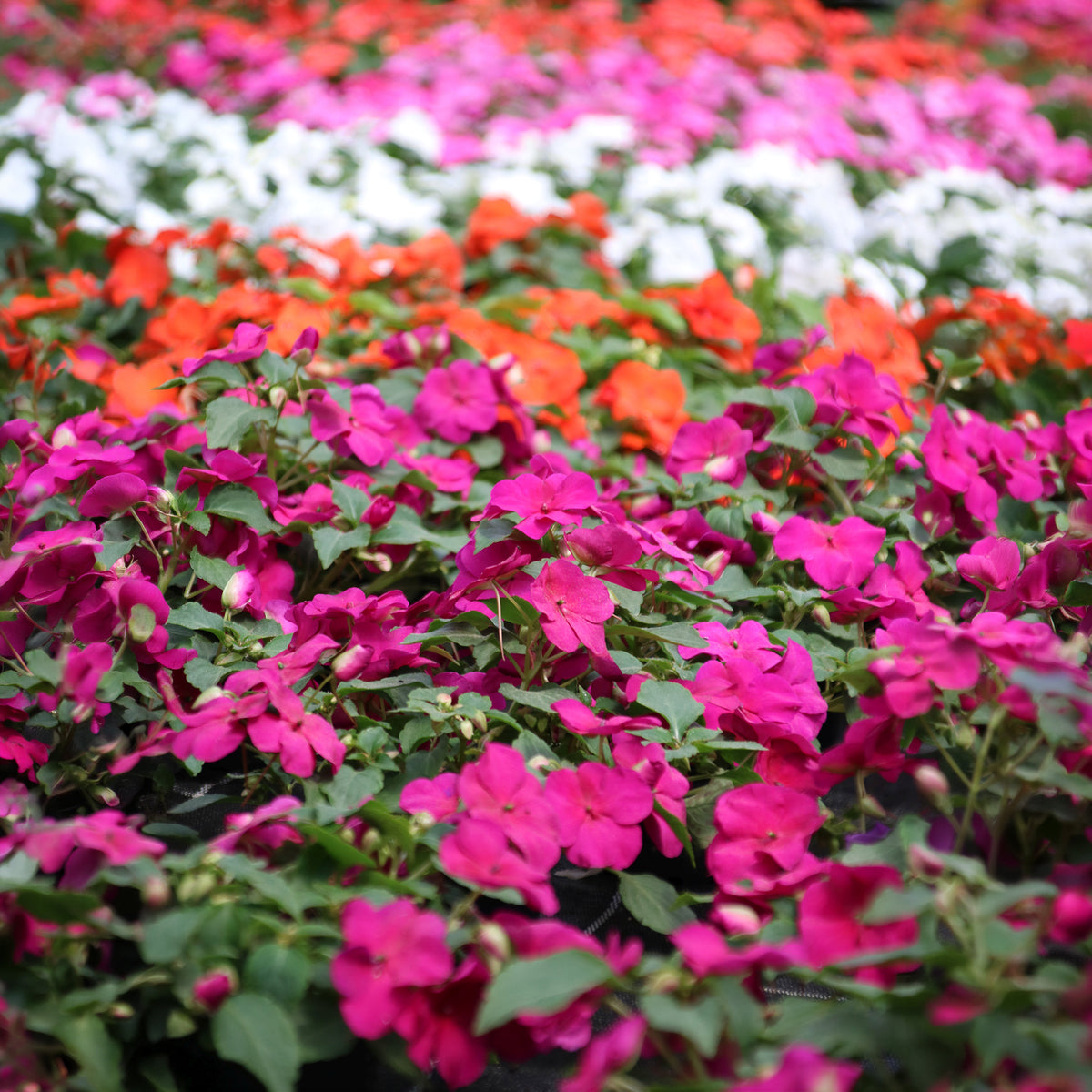 Impatiens du sultan Colour Cocktail en mélange - Willemse