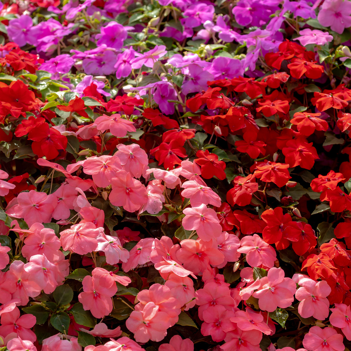 Impatiens du sultan Colour Cocktail en mélange - Impatiens walleriana - Willemse
