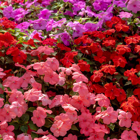 Impatiens du sultan Colour Cocktail en mélange - Impatiens walleriana - Willemse