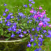 Lobélias Cascades en mélange - Willemse