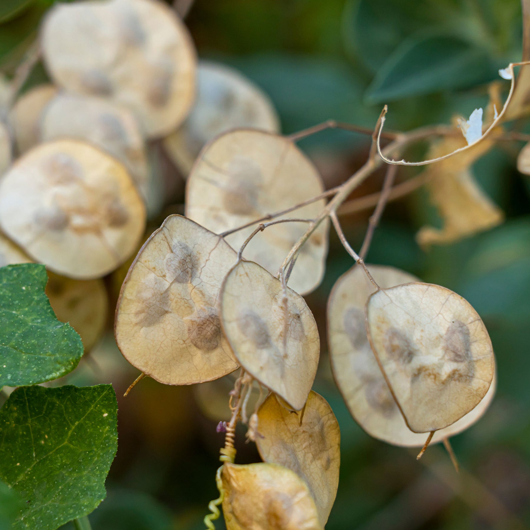 Lunaire annuelle - Monnaie du pape en mélange - Lunaria biennis annua - Willemse