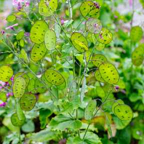 Lunaria biennis annua - Lunaire annuelle - Monnaie du pape en mélange - Graines de fleurs