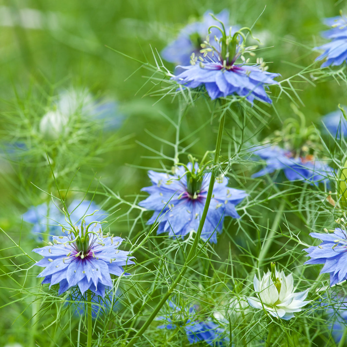 Nigelle de Damas Miss Jekyll Blue - Willemse