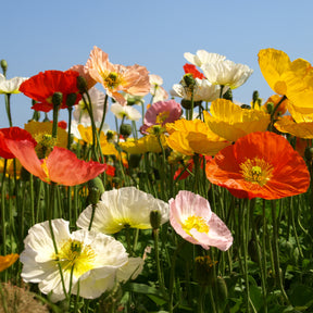 Papaver nudicaule - Pavot d'Islande Artist's Glory en mélange - Coquelicots et Pavots