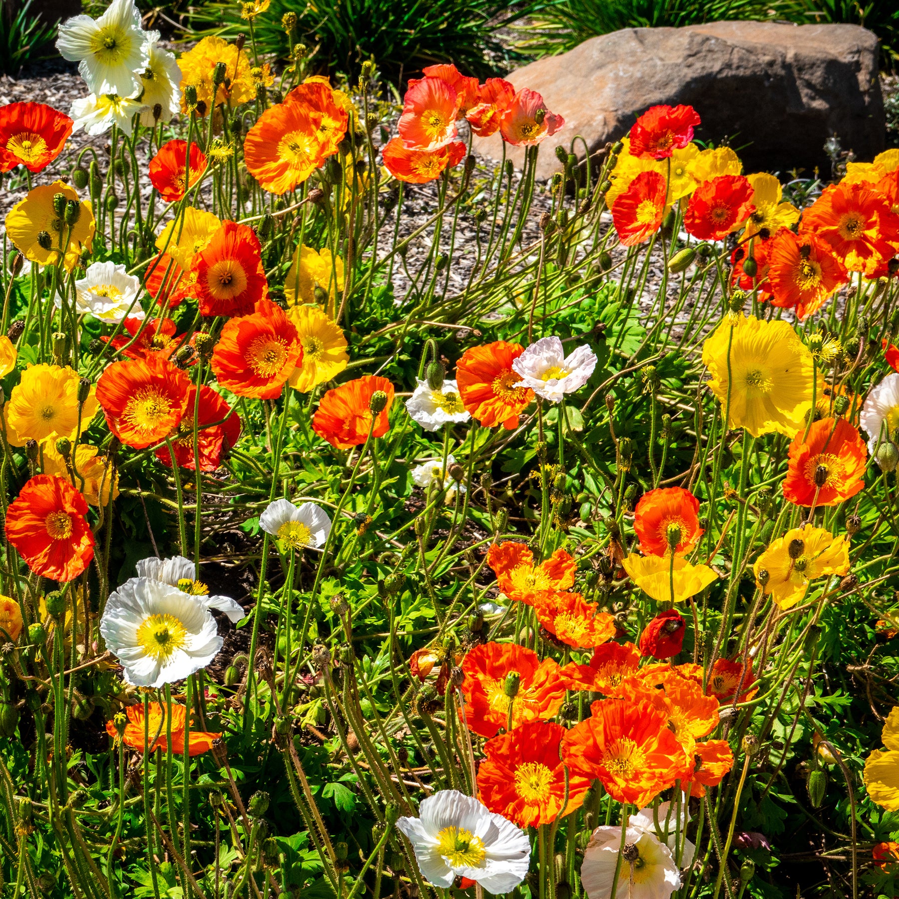 Vente Pavot d'Islande Artist's Glory en mélange - Papaver nudicaule