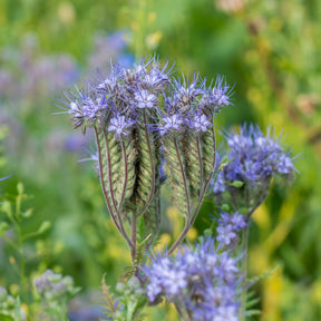 Graines de fleurs - Phacélie Bio - Phacelia tanacetifolia