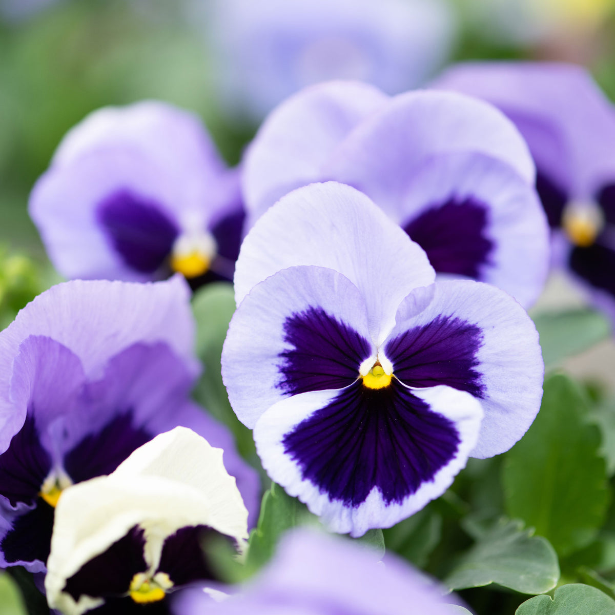 Pensée géante de Suisse Silverbride - Viola x wittrockiana silverbride - Willemse