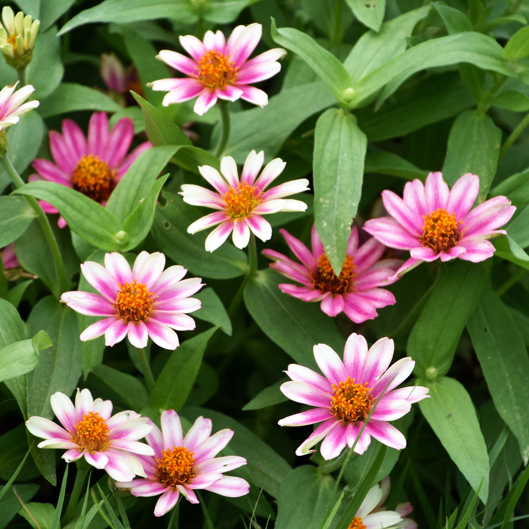 Zinnia elegans - Zinnia élégant à fleurs doubles Caroussel en mélange - Zinnia
