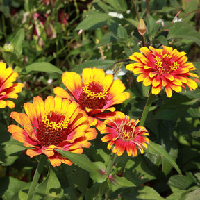 Zinnia - Zinnia élégant à fleurs doubles Caroussel en mélange - Zinnia elegans