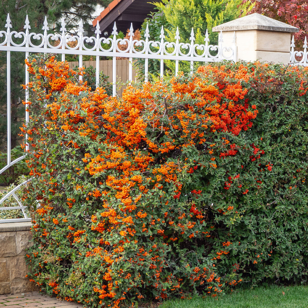 Buisson ardent Saphyr® Orange Cadange - Pyracantha - Willemse
