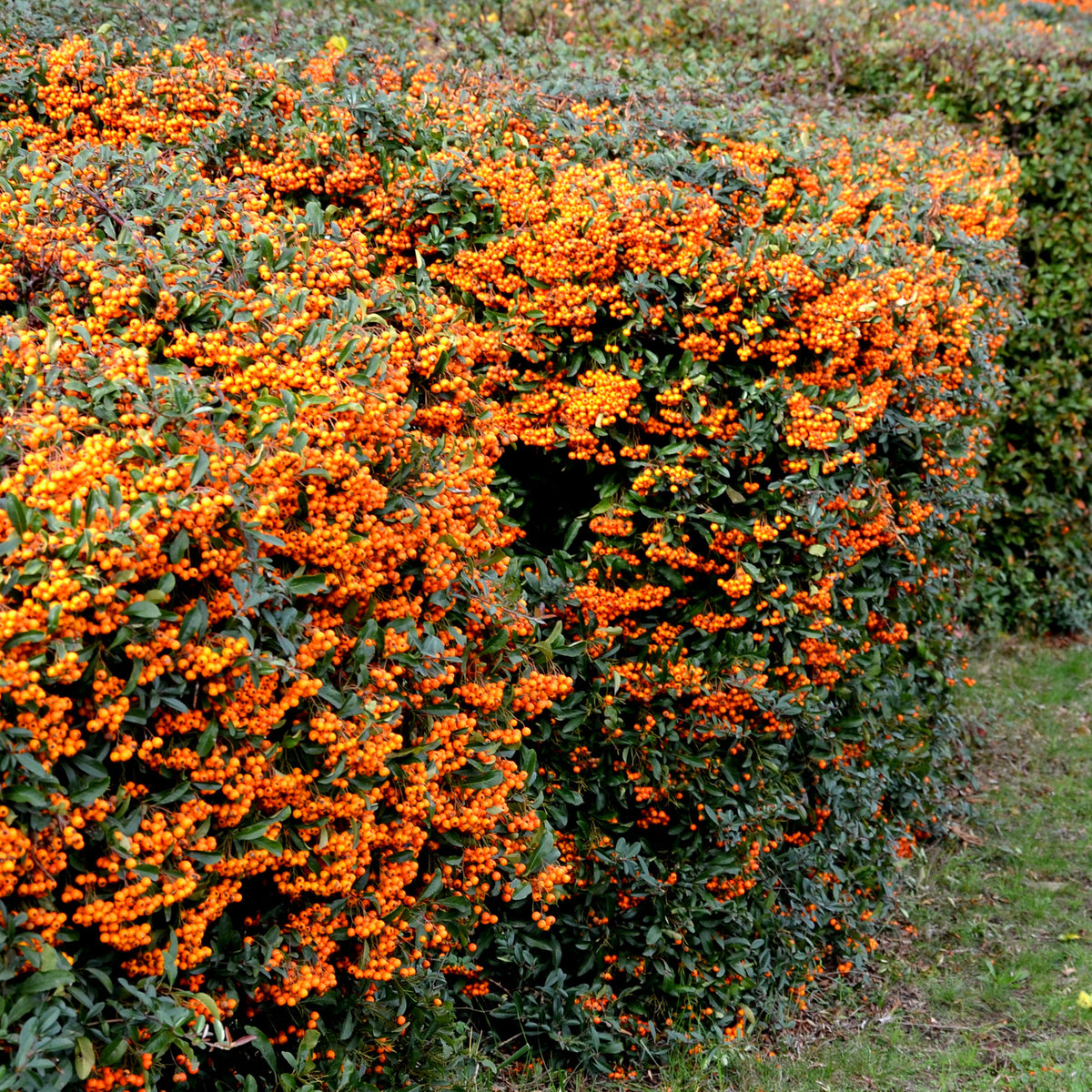 Buisson ardent Saphyr® Orange Cadange - Pyracantha - Pyracantha  saphyr ® orange cadange - Willemse