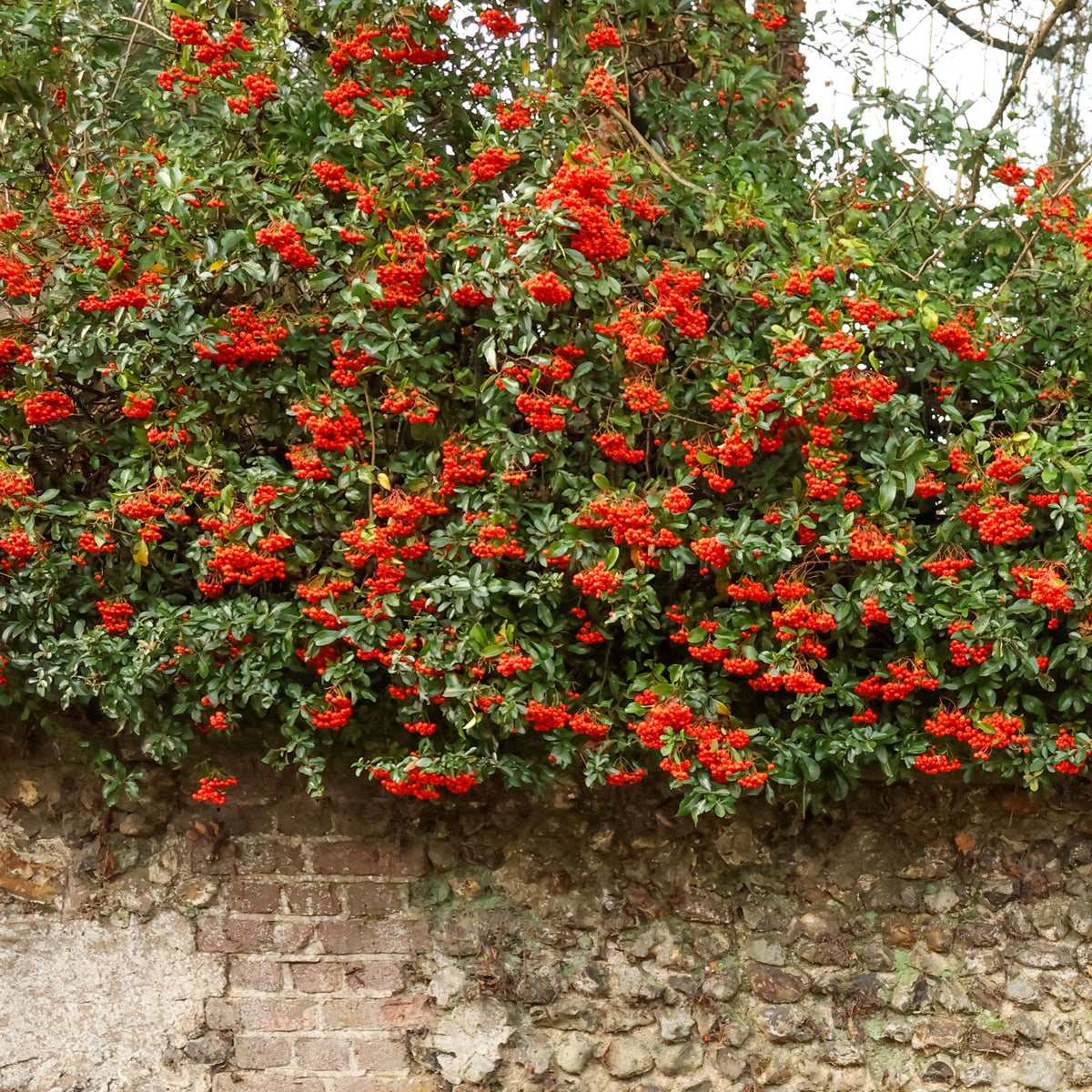 Buisson ardent Saphyr® Rouge Cadrou - Pyracantha - Pyracantha  saphyr ® rouge'cadrou' - Willemse